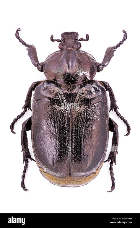 Ilustracija hrošča puščavnika (Osmoderma eremita)