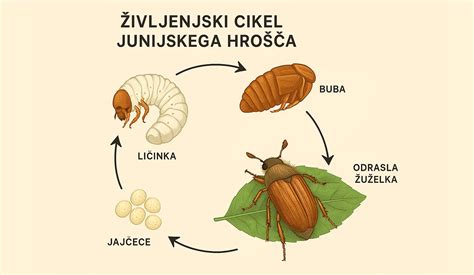 Ilustracija jamskega hrošča