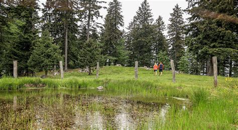 Označena pohodniška pot v okolici Četene Ravni