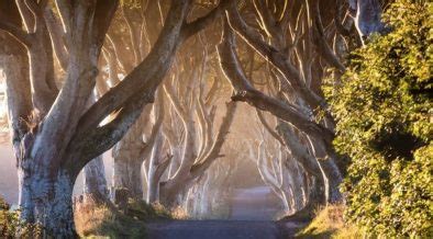 Drevored The Dark Hedges, prizorišče snemanja Igre prestolov