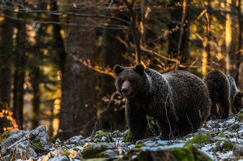 medvedov odtis v gozdni zemlji