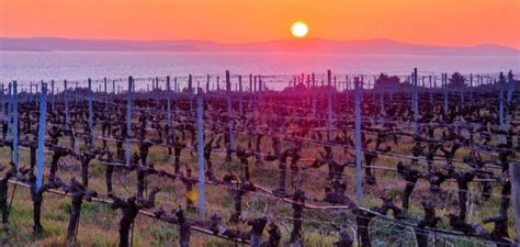 Panoramski pogled na griče Brd s vinogradi in vasmi