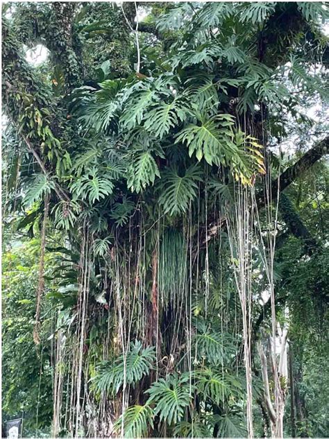 Ilustracija zajca v naravnem okolju