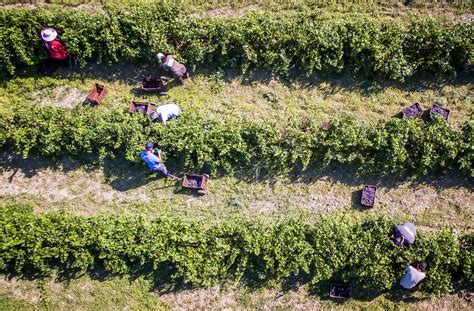 Vinograd na Dolenjskem