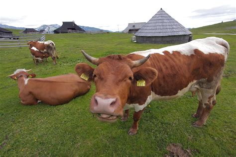 Slika ekološke kmetije s polji in živalmi
