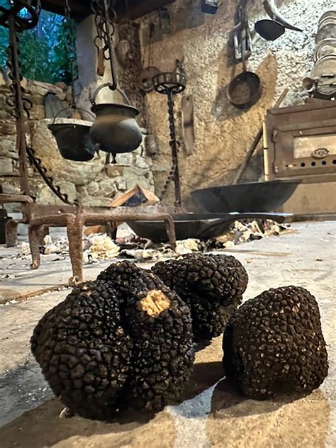 Ilustracija iskanja tartufov