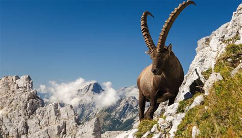 alpski kozorog