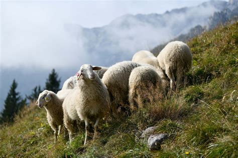 Jezersko-solčavska ovca
