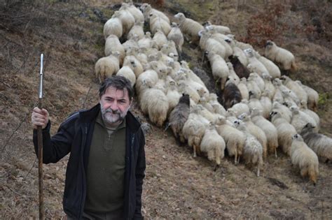 Okovce pasme belokranjska pramenka na ekološki kmetiji