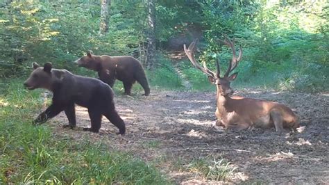 Divje živali v Kočevskem gozdu