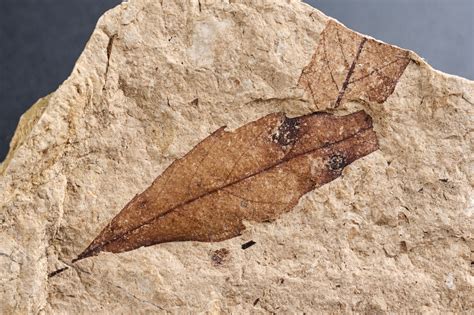 Orodja iz gozdarske in lesarske zbirke