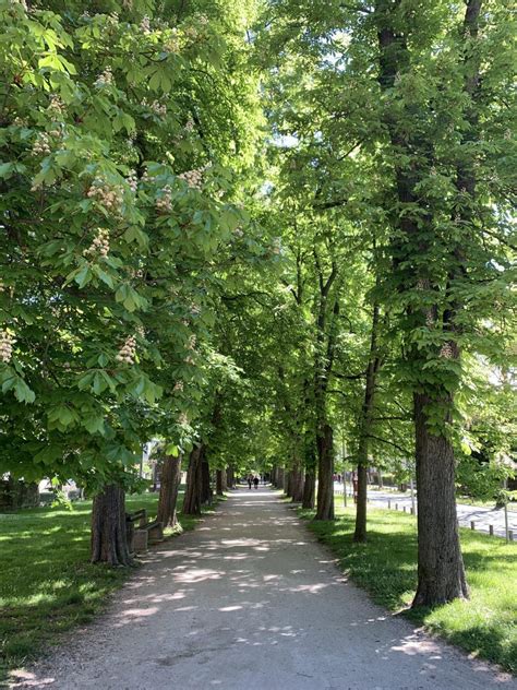 Raznolikost dreves v Argentinskem parku