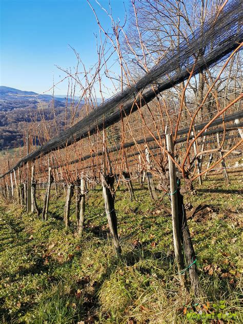 Vinograd z vinarsko tradicijo