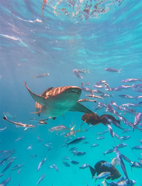 Podvodni svet Rdečega morja s koralami in ribami