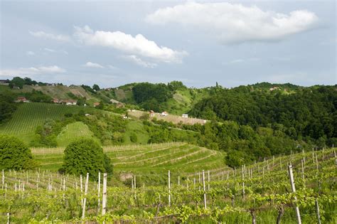 Panoramski razgled na Haloz z vinogradi in gozdovi