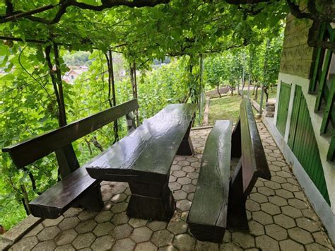 Vinograd na pobočju s pogledom na Kras