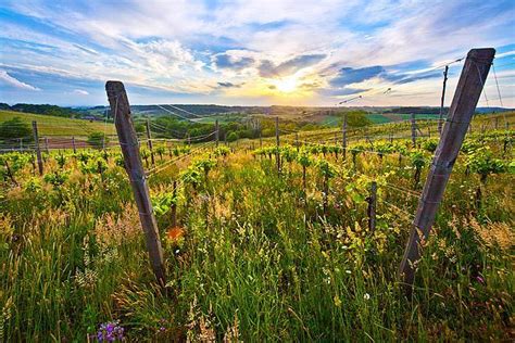 Vinogradi v Prekmurju ob sončnem zahodu