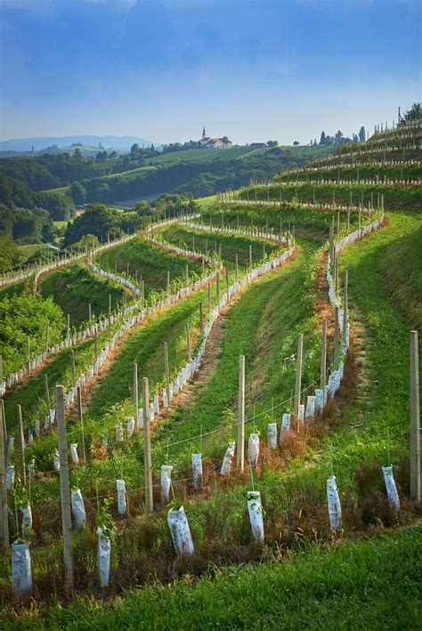 Panoramski razgled na vasico Jeruzalem in vinograde