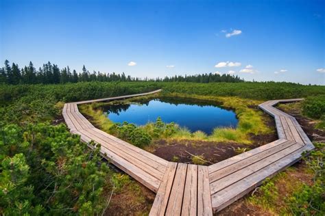 Lovrenška jezera - barje