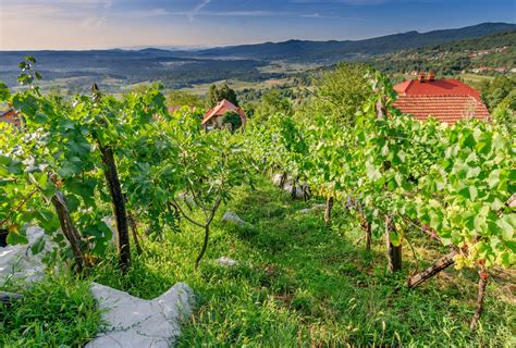 Vinogradi na obronkih Bele krajine