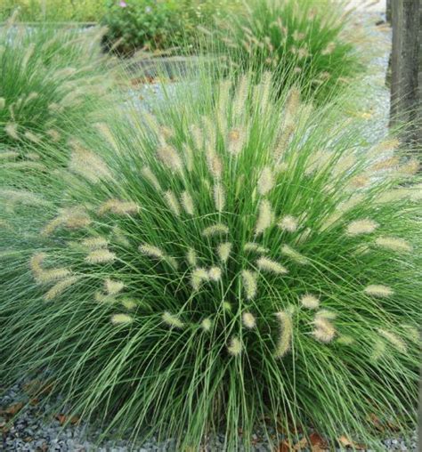 Visoka okrasna trava s širokimi listi in velikimi socvetji