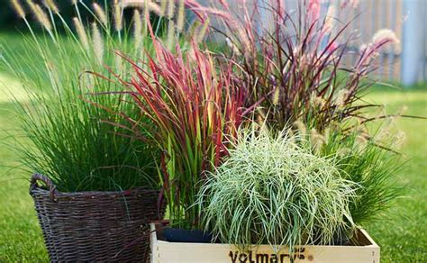 Jesensko obarvani listi okrasne trave