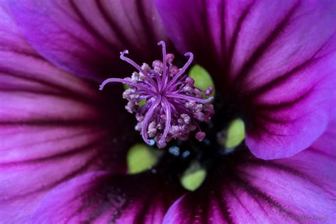 Močvirski logarici v cvetu