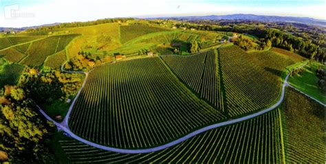 Vinorodni okoliš Gadova Peč