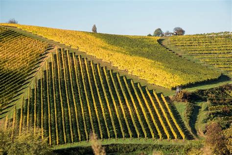 Pomurska pokrajina z vinogradi