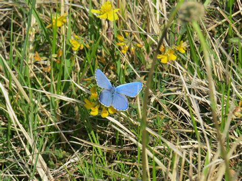 Metulji na cvetočih travnikih