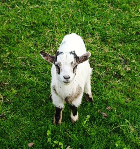 Mini koze na Ranču Aladin