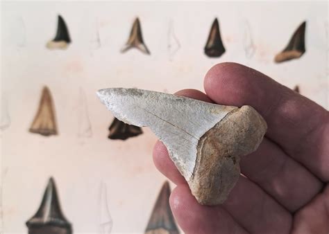 Ilustracija pasti z zobmi morskega psa na otoku