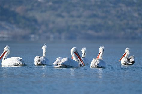 Skadarsko jezero s pelikani