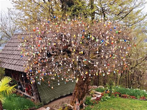 staro drevo z jabolki