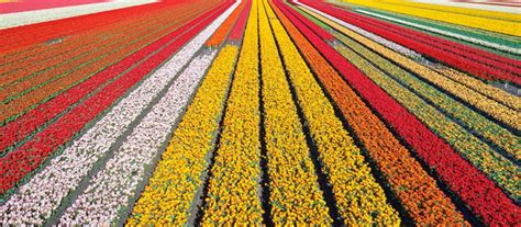 Nizozemska polja tulipanov