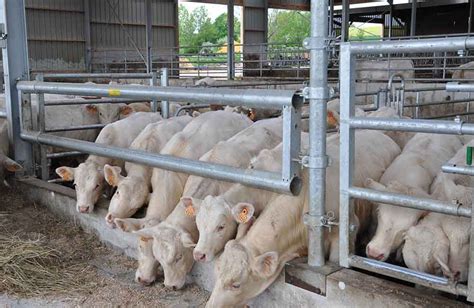 moderna hlevska oprema