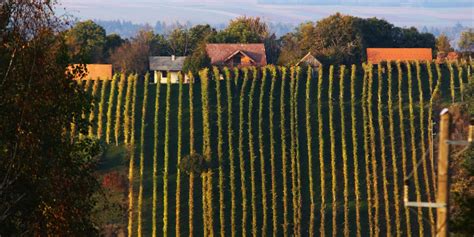 Slovenske zidanice v vinorodnih deželah