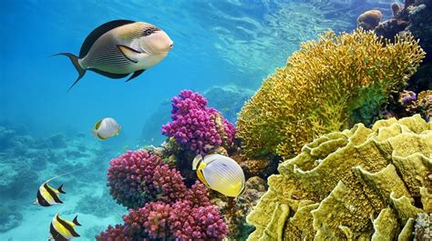 Podvodni svet Rdečega morja pri Hurgadi