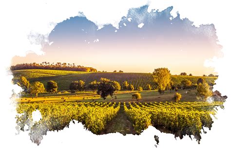 Vinogradi v okolici Ormoža ob sončnem zahodu