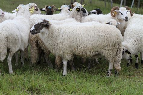 Belokranjska pramenka