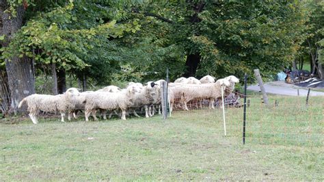 Abruška ovčarka na pašniku