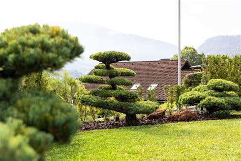 Japonska drevesa na otočku Nami