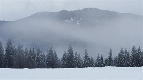 Slovenska zimska pokrajina s smrekovimi gozdovi in zasneženimi gorami