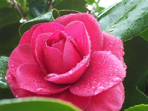 festival kamelij v Toskani