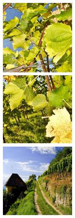 Vinorodni griči Dolenjske