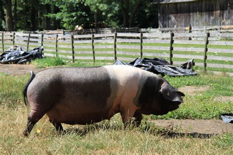Krškopoljski prašič v naravnem okolju