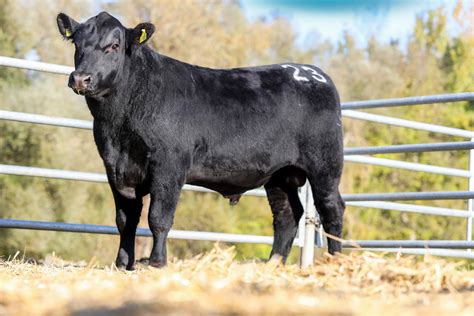 Govedo pasme Black Angus na pašniku