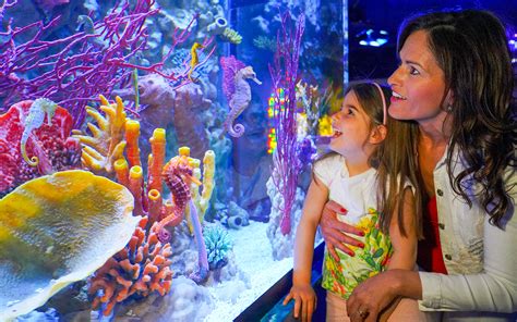 Podvodni svet v SEA LIFE Akvariju Gardaland