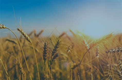 Polje z integrirano pridelavo