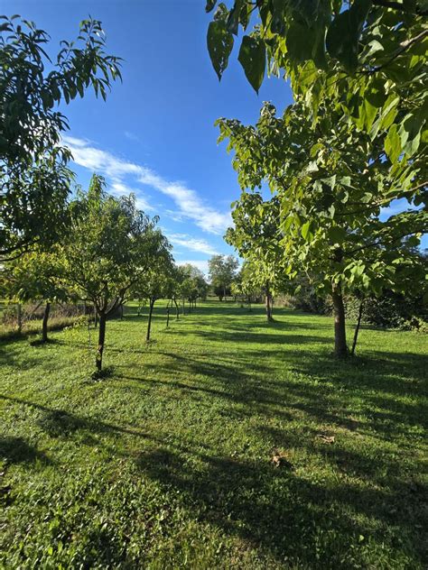 Pogled na kmetijo s sadovnjakom